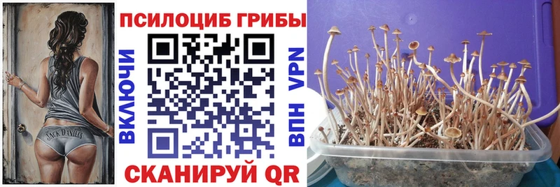 Псилоцибиновые грибы Psilocybe  наркота  Новоаннинский 